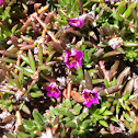 Purslane