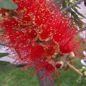 Callistemon