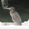 Yellow-crowned Night Heron