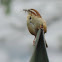 Bewick's Wren