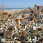 Eryngium maritimum. Cardo marítimo