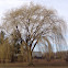 Willow tree