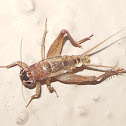 House Crickets