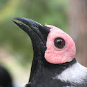 Coleto