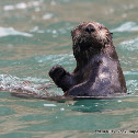 Sea Otter