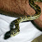 Carpet Python