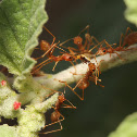 Weaver Ants
