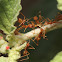 Weaver Ants