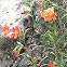 Wind poppy