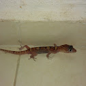 Geko Yucateco bandeado