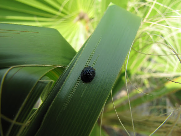 Spotting Image 1