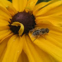 Hoverfly