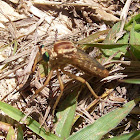 Robber Fly