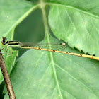Damselfly