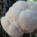Bearded Tooth Fungus