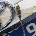 Australian Emperor Dragonfly