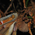 Polyphemus Moth