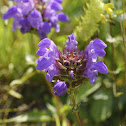 Selfheal, Großblütige Braunelle
