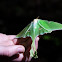 Luna Moth