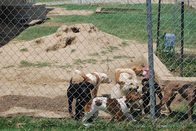 Animal Shelter