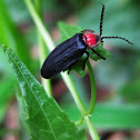 Firefly