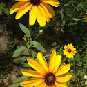 Black-Eyed Susan