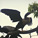 Anhinga "Snakebird"
