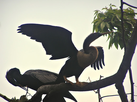 Spotting Image 1