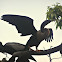 Anhinga "Snakebird"