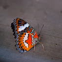 Leopard Lacewing - male