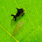 Treehopper