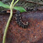 Firefly, larva