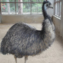 Emu