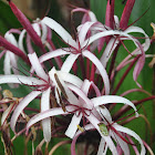 Crinum