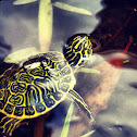 Suwannee River Cooter
