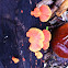 Cinnabar Polypore