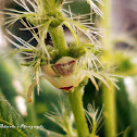 Indian Flower(crab) spider