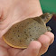 Spiny softshell turtle