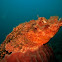 scorpionfish