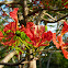 Flame tree