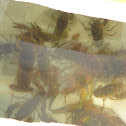 Crayfish