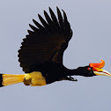 Rhinoceros Hornbill