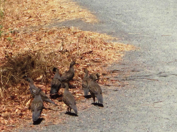 Spotting Image 1