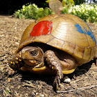Three-toed box turtle (female)
