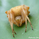 orb-weaving spider