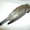 Cedar Waxwing