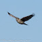 Meadow Pipit; Bisbita Común