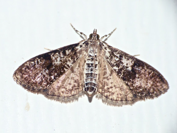 Spotting Image 1