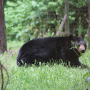 American Black Bear