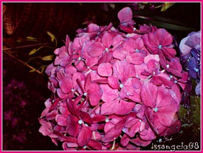 pink million flowers